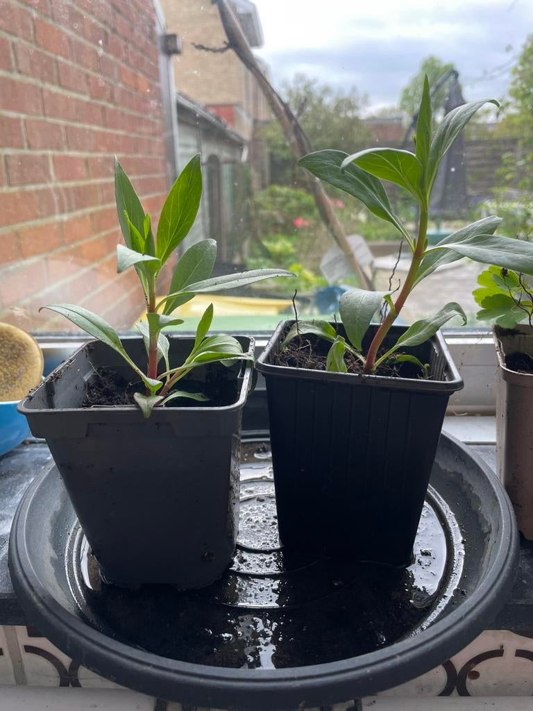 Zaailingen van rode Valeriaan, Jardin & Terrasse, Plantes | Jardin, Autres espèces, Plein soleil, Été, Enlèvement