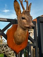 Hertenkop je of reebok opgezette, Ophalen