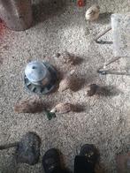 6 japanse kwartel hennen, Dieren en Toebehoren, Pluimvee