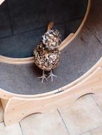 Accessoires pour chat, Enlèvement