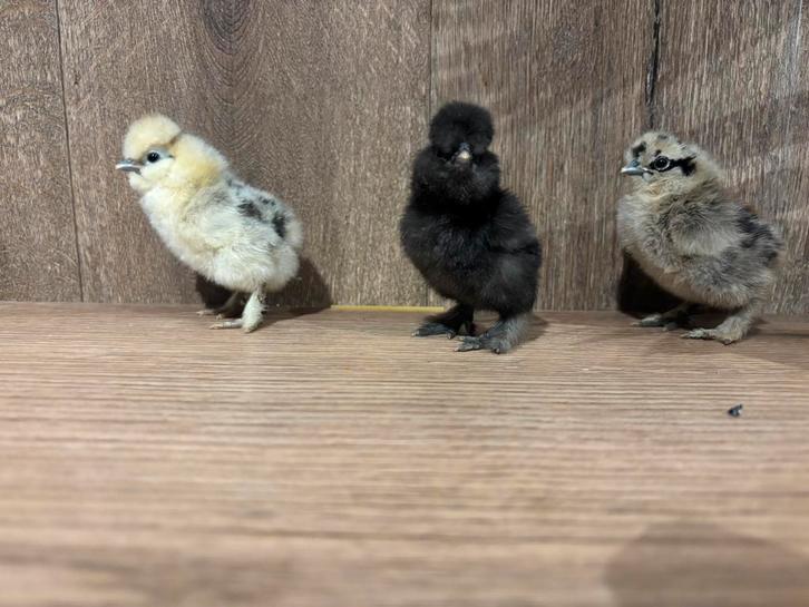 Zijdehoentjes te koop, Dieren en Toebehoren, Pluimvee