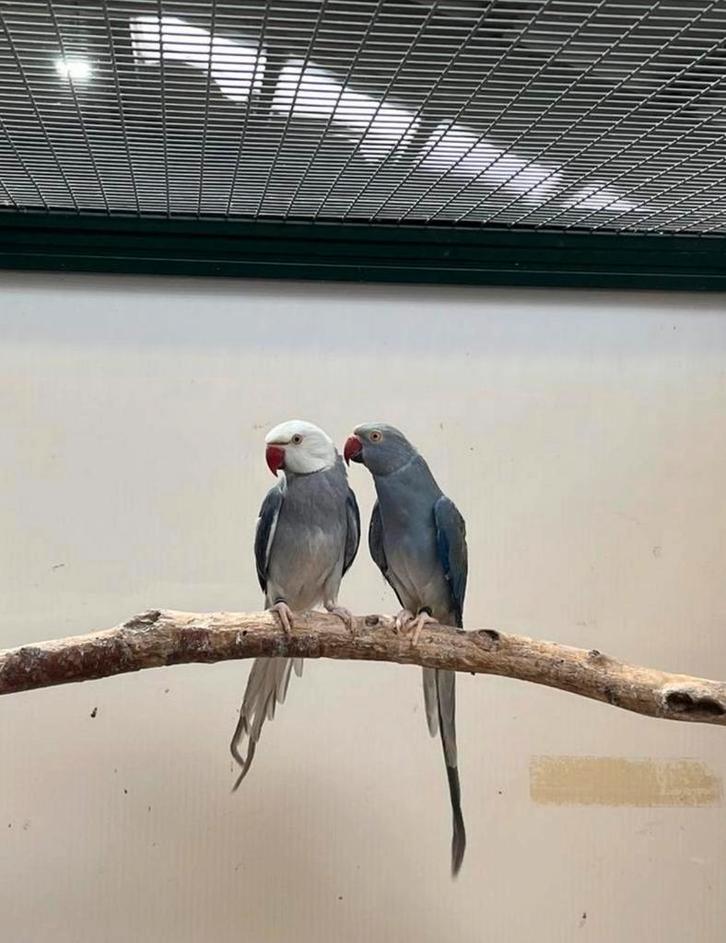 Halsbandparkieten/ 1 koppel/ 2poppen/ volière, Animaux & Accessoires, Oiseaux | Perruches & Perroquets, Perruche, Plusieurs animaux