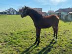 Hengsten veulen, Animaux & Accessoires, Chevaux, Moins de 160 cm, Avec pedigree, Étalon, 0 à 2 ans