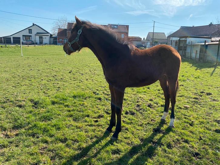 Hengsten veulen, Dieren en Toebehoren, Paarden, Hengst, Minder dan 160 cm, 0 tot 2 jaar, Springpaard, Met stamboom, Gechipt, Ontwormd