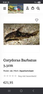 Corydoras barbatus locatie maastricht, Animaux & Accessoires