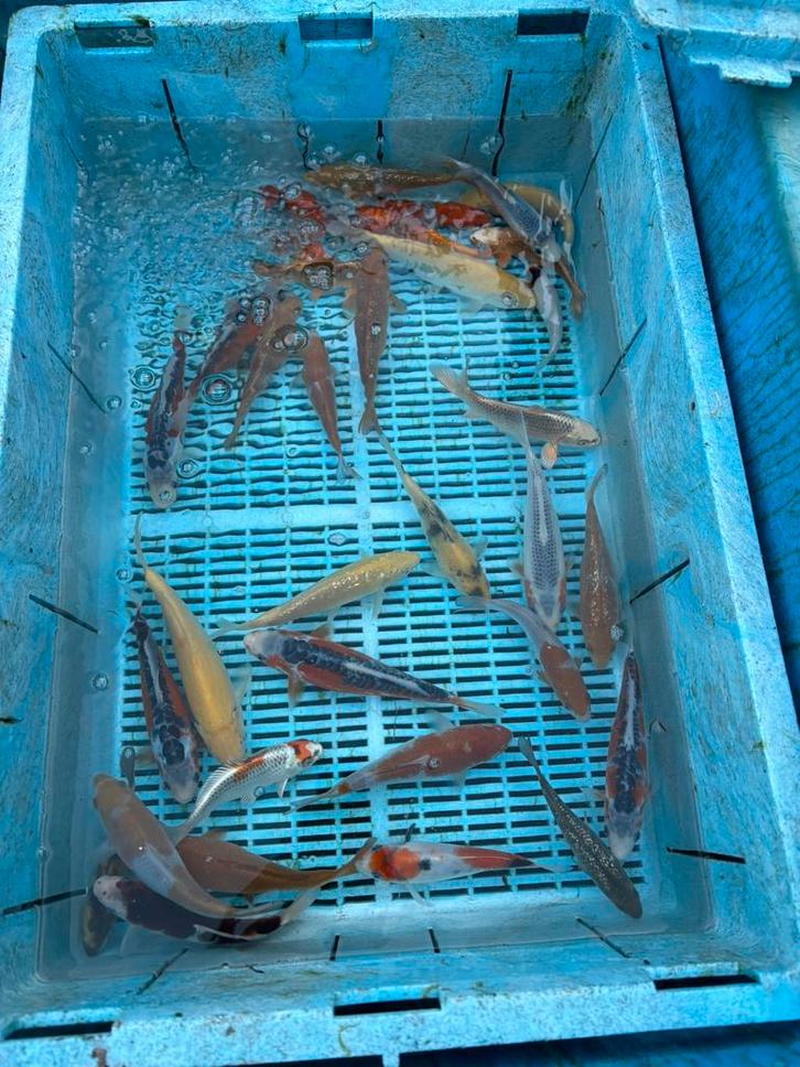 Japanse tossai koi, Dieren en Toebehoren, Vissen | Vijvervissen, Karper of Koi