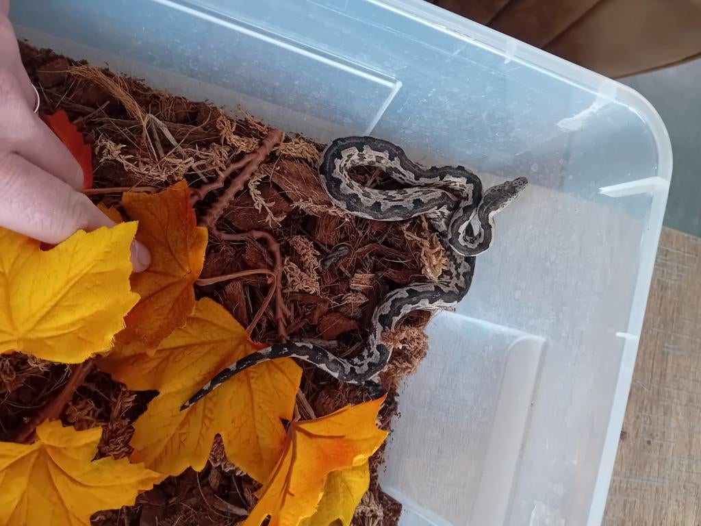 Koppeltje jonge candoia Paulsoni santa isabela, Serpent, Domestique, 0 à 2 ans