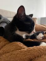 Speelse kat gratis + spullen €200, Enlèvement