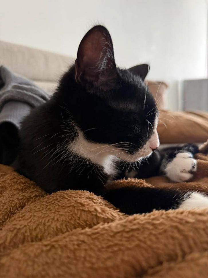 Speelse kat gratis + spullen €200, Animaux & Accessoires, Bacs à litière, Enlèvement