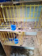 Duiven buertje, Animaux & Accessoires, Oiseaux | Pigeons