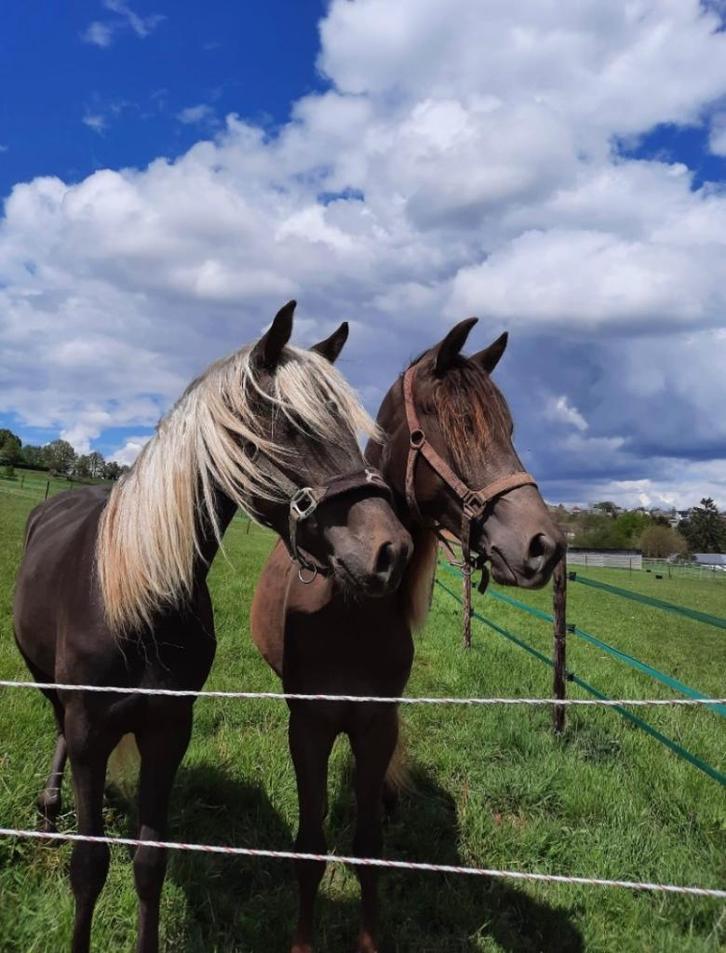 Rocky Mountain Horse te koop, Dieren en Toebehoren, Paarden, Ruin, Niet van toepassing, 160 tot 165 cm, 7 tot 10 jaar, Westernpaard