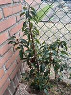 Portugese laurier 150 stuks 60-70 cm, Tuin en Terras, Ophalen, Laurier