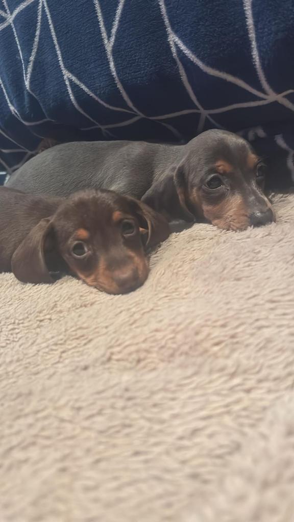 Adorable chiot teckel, Animaux & Accessoires, Poils courts, Plusieurs, Nain, Hépatite contagieuse (maladie de Rubarth)