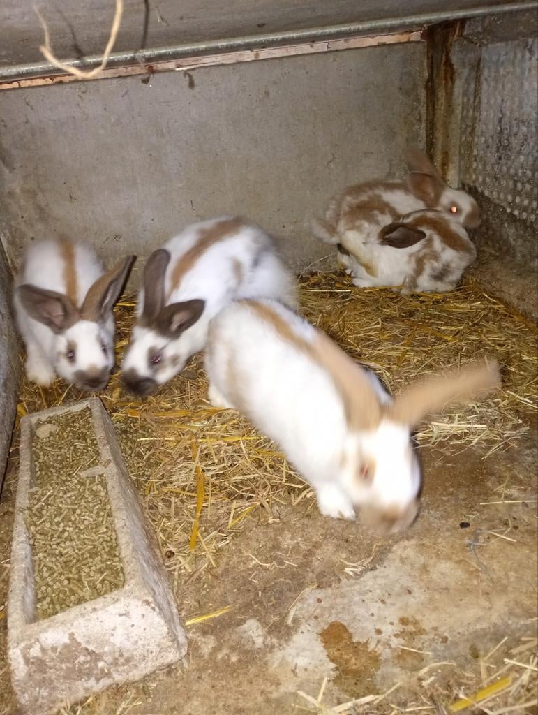 Jonge konijnen, Animaux & Accessoires, Lapins