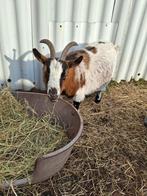 Handtamme dwerggeit, Dieren en Toebehoren, Schapen, Geiten en Varkens