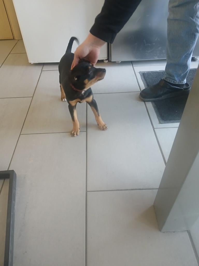 Boerefox, Maison & Meubles, Ameublement | Revêtements de sol, Enlèvement