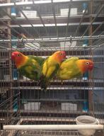 Jonge dwergpapegaai / agaporniden om perfect tam te krijgen, Geslacht onbekend, Dwergpapegaai of Agapornis, Geringd