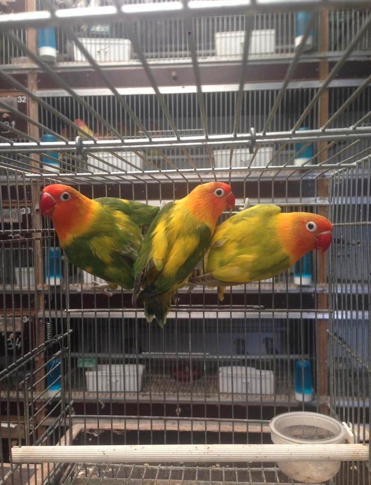 Jonge dwergpapegaai / agaporniden om perfect tam te krijgen, Animaux & Accessoires, Oiseaux | Perruches & Perroquets, Perroquet nain ou Inséparable