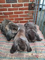 Drie duitse hangooren elf weken rammen 15 euro per, Animaux & Accessoires, Lapins