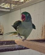 Alexanderparkiet pop groen, Dieren en Toebehoren