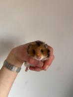 Langharige baby syrische/goudhamsters, Dieren en Toebehoren, Hamster, Maart, Meerdere dieren, Tam
