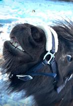 Shetlander, Met stamboom, Niet van toepassing, Hengst, 3 tot 6 jaar