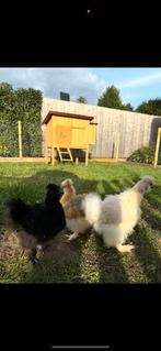 Zijdehoender hen (rosse), Vrouwelijk, Kip