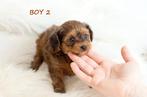 Mignons petits chiots hypoallergéniques, Autres races, 8 à 15 semaines, Plusieurs, Éleveur | Loisir