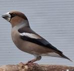 Europese appelvinken