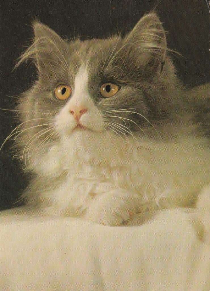 KAT   2    + Mooie postzegel !, Collections, Cartes postales | Animaux, Envoi, 1960 à 1980, Affranchie, Chien ou Chat