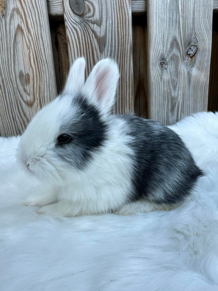 Lieve mooie Engelse Angora konijnen, Dieren en Toebehoren, Konijnen