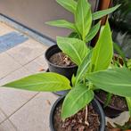 rode canna's, Jardin & Terrasse, Enlèvement