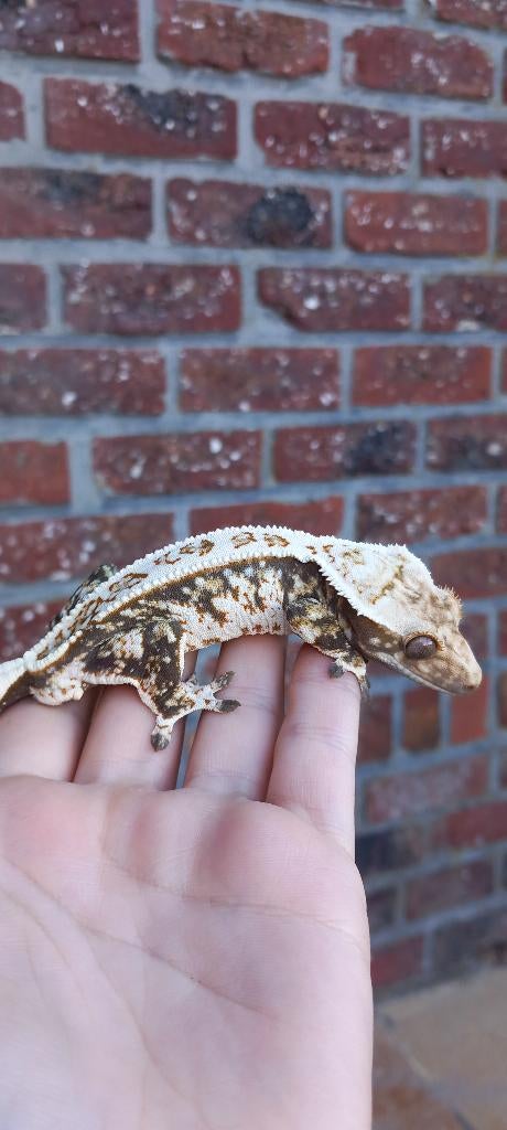 Drippy Paperwhite Whitespot wimpergekko man, Animaux & Accessoires, Reptiles & Amphibiens, Lézard, Domestique, 0 à 2 ans