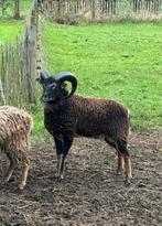 Soay ram 2024, Dieren en Toebehoren, Schaap