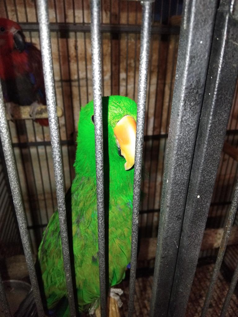 Eclectus couple, Dieren en Toebehoren, Vogels | Parkieten en Papegaaien, Papegaai, Meerdere dieren, Geringd