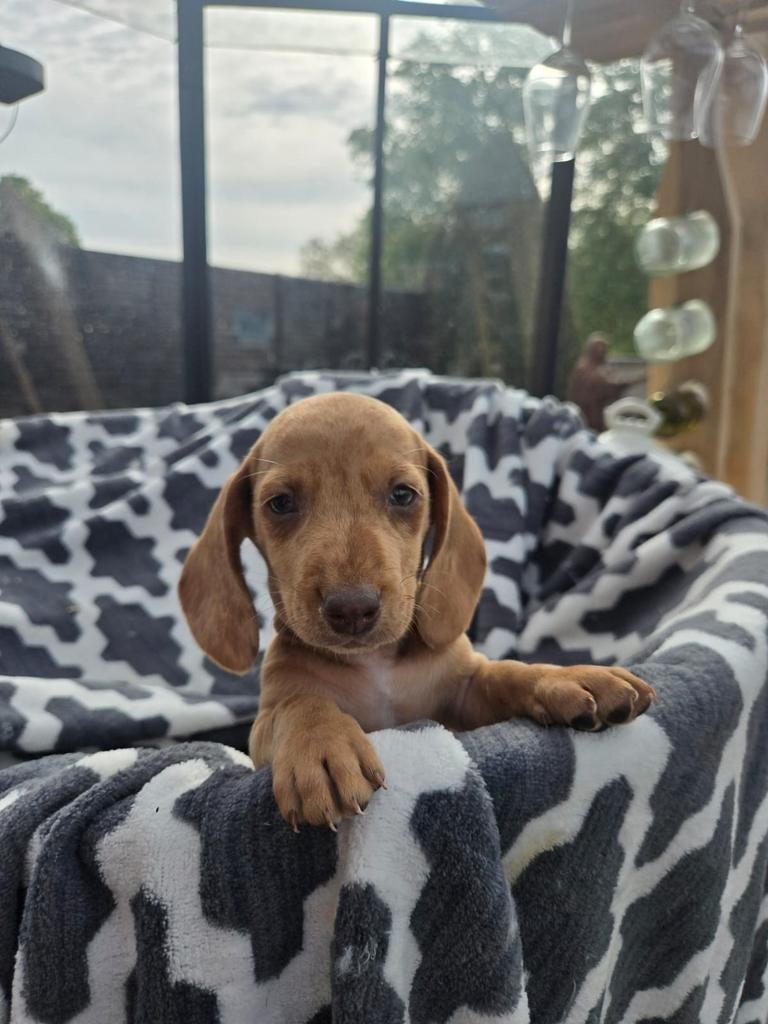 Teckel pup, Dieren en Toebehoren, België, Particulier, Reu, 8 tot 15 weken