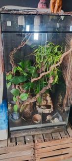 Terrarium complet, Dieren en Toebehoren, Reptielen en Amfibieën | Toebehoren, Ophalen