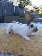 Vlinder konijnen 9weken oud vrouwtjes 20€, Dieren en Toebehoren