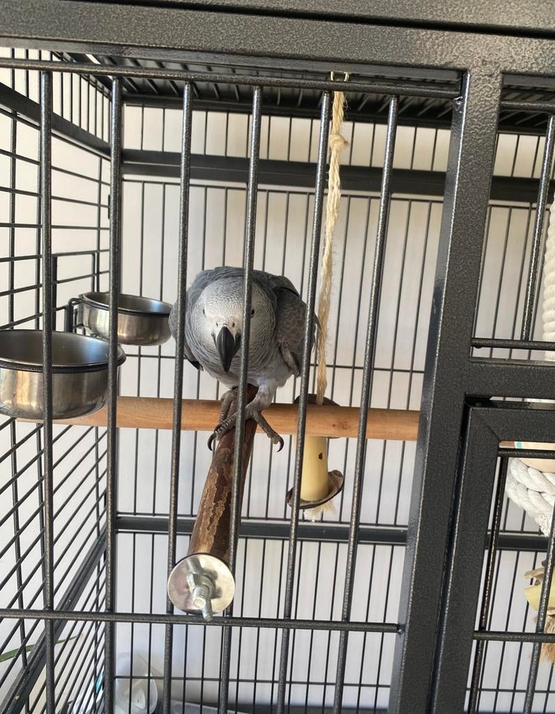 een grijs rood staart van, Papegaai, Tam