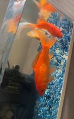 3 Goud vissen, Dieren en Toebehoren, Vis, Zoetwatervis