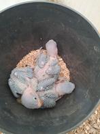 Grote alexanderparkieten, Dieren en Toebehoren, Meerdere dieren, Geringd