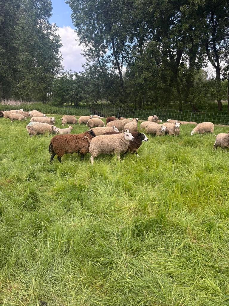Rammen, Dieren en Toebehoren, Schapen, Geiten en Varkens