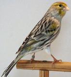 <<GEZOCHT>> Koppels Geel Agaat Mozaïek TT Waardig