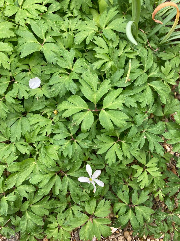 Bos anemoon, Ophalen