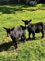 Minidwergeitjes, Dieren en Toebehoren, Schapen, Geiten en Varkens, Mannelijk, Geit