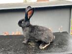 Malle geants de papillon france noir uni 5 moi, Dieren en Toebehoren, Konijnen