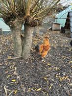 Zijdehoen haan, Dieren en Toebehoren, Pluimvee, Mannelijk, Kip