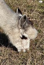 Alpacahengst : leeftijd 2,5 jaar, Dieren en Toebehoren, Overige Dieren, Juli