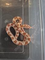 Jonge korenslangen, Dieren en Toebehoren, Reptielen en Amfibieën, Slang, 0 tot 2 jaar