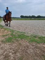 Grote Freiberger ruin 12 jaar, Dieren en Toebehoren, Paarden, Gechipt, Ruin, Zadelmak, 11 jaar of ouder